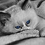 Achille a rejoint le concours — aidez-le/la à gagner de superbes lots ! kitten, cat, blue_eyes, blanket, cozy, fur, pet, animal, closeup, soft, cute, sleepy, indoor, resting, whiskers, paw, monochrome, black_and_white, portrait, relaxed