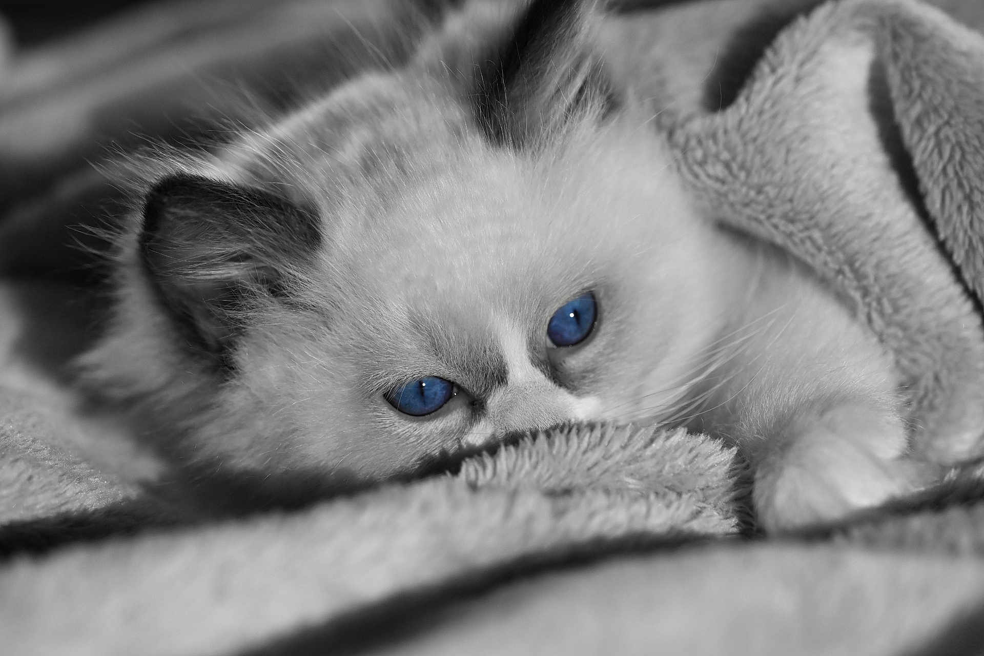 Achille a rejoint le concours — aidez-le/la à gagner de superbes lots ! kitten, cat, blue_eyes, blanket, cozy, fur, pet, animal, closeup, soft, cute, sleepy, indoor, resting, whiskers, paw, monochrome, black_and_white, portrait, relaxed