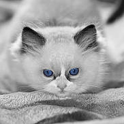 Achille participe au concours pour gagner de l'argent avec cette photo : kitten, cat, blue_eyes, close_up, fluffy, fur, whiskers, pet, animal, cute, soft_texture, blanket, black_and_white, portrait, lying_down, young, feline, domestic_cat, face, eyes