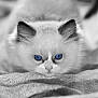kitten, cat, blue_eyes, close_up, fluffy, fur, whiskers, pet, animal, cute, soft_texture, blanket, black_and_white, portrait, lying_down, young, feline, domestic_cat, face, eyes