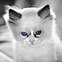 Achille participe au concours pour gagner de l'argent avec cette photo : kitten, cat, blue_eyes, white_fur, close_up, portrait, animal, pet, fluffy, whiskers, face, ears, cute, young, indoor, soft_light, monochrome, selective_color, focus, feline
