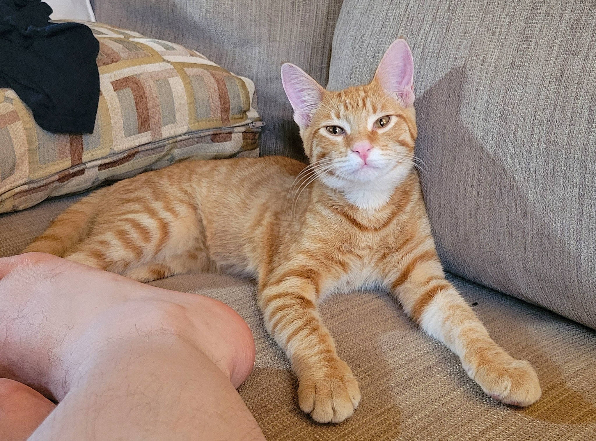 Buddy is registered to the contest to win money with this photo: carnivore, cat, claw, comfort, couch, domestic_short_haired_cat, fawn, felidae, foot, fur, linens, paw, sitting, small_to_medium_sized_cats, snout, tail, terrestrial_animal, toy, whiskers, wood