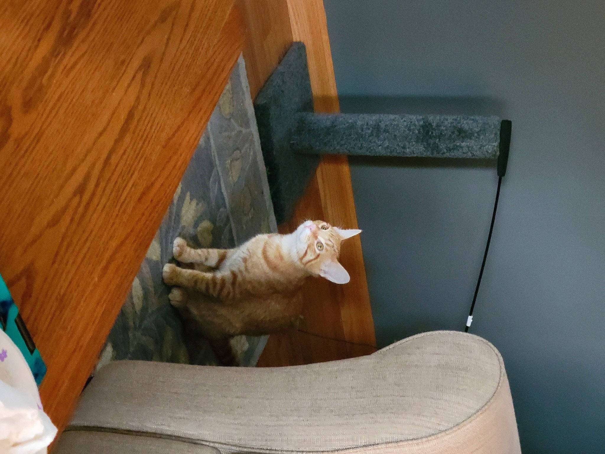 Buddy joined the competition — help win amazing prizes! carnivore, cat, cat_supply, chair, comfort, couch, domestic_short_haired_cat, fawn, felidae, flooring, hardwood, human_leg, plywood, room, small_to_medium_sized_cats, table, tail, whiskers, wood, wood_stain