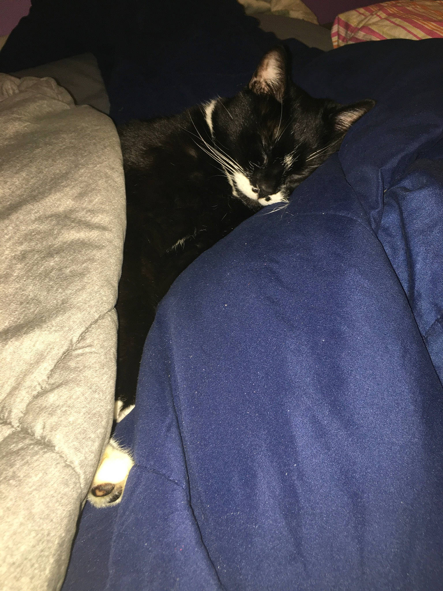 Captain joined the competition — help win amazing prizes! black, black_cat, cat, felidae, fur, linens, small_to_medium_sized_cats, tail, textile, whiskers