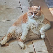 Stuart Little is registered to the contest to win money with this photo: animal, cat, cute, domestic_animal, ears, feline, fluffy, fur, green_eyes, indoor, lazy, orange_cat, paw, pet, relaxed, resting, step, tile_floor, whiskers, white_cat
