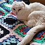 animal, background, cat, colorful_blanket, cozy, crocheted_blanket, cute, electronics_box, furry, home, indoor, knitted, pet, relaxed, resting, soft, tail, unimpressed, white_cat, xbox_one