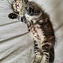 Kika a rejoint le concours — aidez-le/la à gagner de superbes lots ! adorable, animal, bed, blanket, cat, cozy, cute, fluffy, fur, indoor, kitten, paws, peaceful, pet, resting, sleeping, small, striped, tabby, young