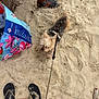 dog, sand, footwear, leash, footprints, beach, bag, human_leg, flip_flops, sandal, pet, outdoor, summer, animal, small_dog, curious, walking, colorful_bag, relaxation, vacation