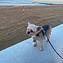 Channel a rejoint le concours — aidez-le/la à gagner de superbes lots ! dog, small_dog, leash, beach, sand, ocean, water, sky, outdoor, pet, canine, fur, harness, coast, seaside, calm, sunlight, nature, walking, animal
