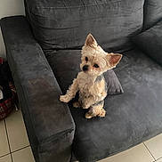 Channel a rejoint le concours — aidez-le/la à gagner de superbes lots ! dog, small_dog, indoor, couch, gray_couch, pet, canine, floor_tiles, armrest, curious, fur, companion, domestic_animal, seated, living_room, cozy, looking_up, towel, home, cute
