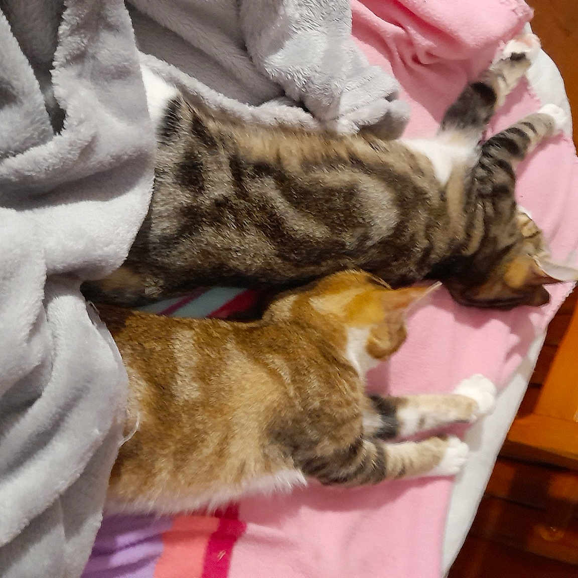 Maya Et Samy