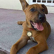 Lucky a rejoint le concours — aidez-le/la à gagner de superbes lots ! animal, brown_dog, canine, collar, concrete, dog, domestic_animal, door, ears_up, front_view, happy, lying_down, outdoor, paw, pet, smiling, tag, tongue_out, white_door, young_dog