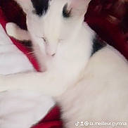 Oscar a rejoint le concours — aidez-le/la à gagner de superbes lots ! cat, white_cat, black_patches, sleeping, resting, blanket, red_blanket, white_blanket, feline, pet, indoor, cozy, fur, animal, cute, domestic_cat, relaxing, blurred, watermark, social_media