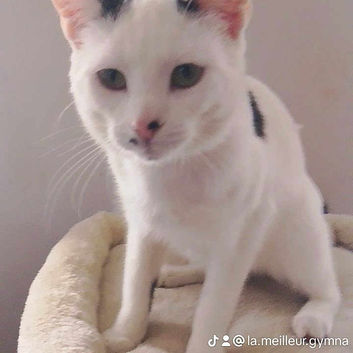 Oscar