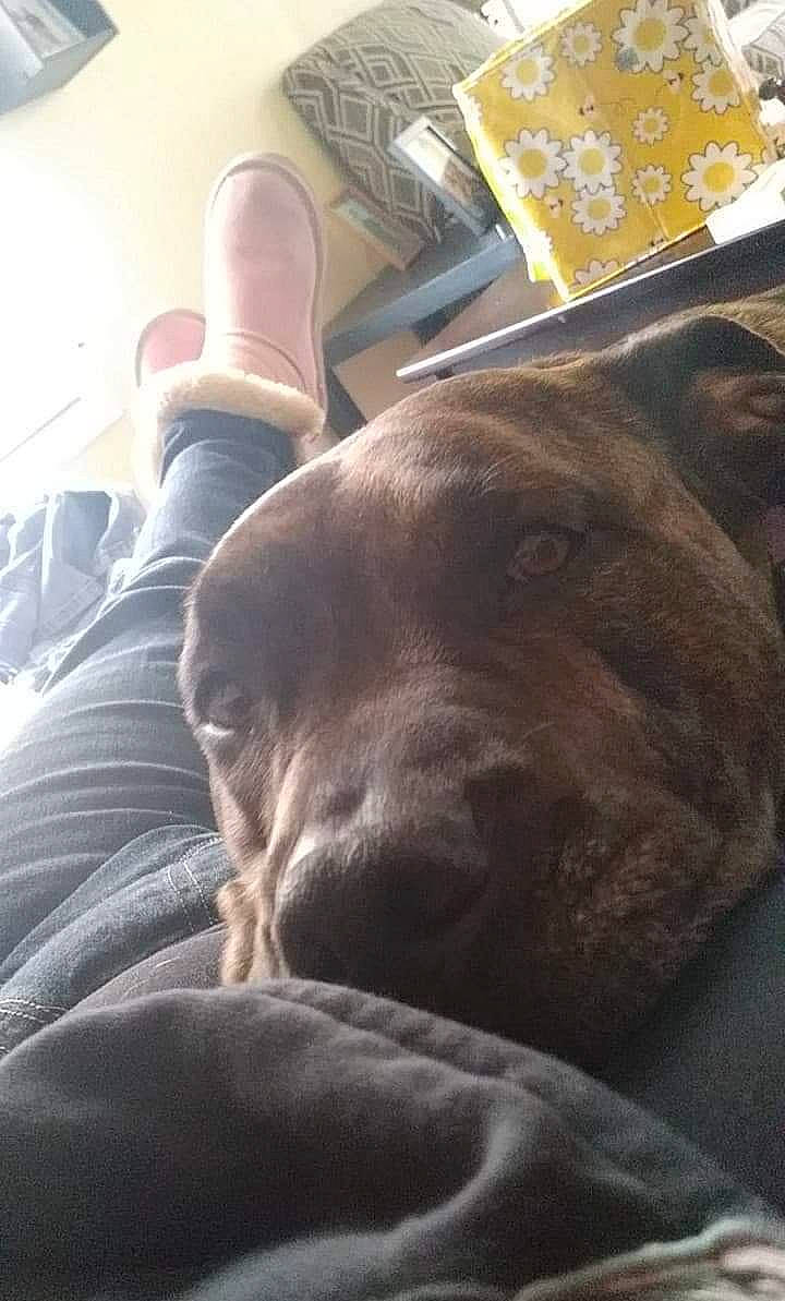 Lakota is registered to the contest to win money with this photo: american_pit_bull_terrier, canidae, carnivore, dog, dog_breed, fawn, great_dane, labrador_retriever, nap, non_sporting_group, pit_bull, puppy, sleep, snout, sporting_group, weimaraner