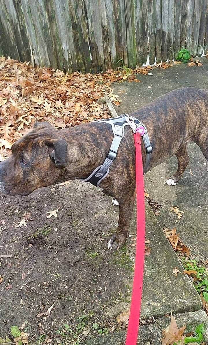 Lakota joined the competition — help win amazing prizes! alaunt, canidae, carnivore, dog, dog_breed, fawn, galgo_espanol, greyhound, leash, lurcher, magyar_agar, mountain_cur, perro_de_presa_canario, plott_hound, treeing_tennessee_brindle