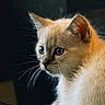 adorable, animal, blue_eyes, cat, close_up, cream_fur, dark_background, dramatic_lighting, ears, face, feline, fluffy, fur, headshot, indoor, kitten, pet, portrait, soft_lighting, whiskers