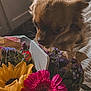 anemone, animal, canine, computer, dahlia, daisy, dog, electronics, flower, flowerarrangement, flowerbouquet, ikebana, laptop, pc, pet, petal, plant, puppy, rose, sunflower