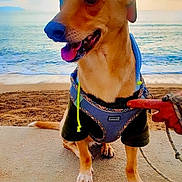 Tim participe au concours pour gagner de l'argent avec cette photo : animal, beach, blue_water, dog, happy, harness, leash, ocean, outdoor, pet, portrait, sand, seaside, shoreline, sitting, smiling, summer, tongue, toy, vacation