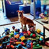 Tim a rejoint le concours — aidez-le/la à gagner de superbes lots ! alert, animal_portrait, balls, brown_dog, chew_toys, colorful, dog, dog_toys, floor, furniture, glass_doors, happy, indoors, living_room, patio, pet, ropes, sitting, tile_floor, toy_collection