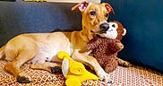 Tim a rejoint le concours — aidez-le/la à gagner de superbes lots ! animal, blanket, cozy, cuddling, cute, dog, duck_toy, indoors, lying_down, monkey_toy, patterned_fabric, pet, playful, plush_toy, portrait, puppy, relaxed, sofa, stuffed_animal, tan_dog