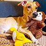 animal, blanket, cozy, cuddling, cute, dog, duck_toy, indoors, lying_down, monkey_toy, patterned_fabric, pet, playful, plush_toy, portrait, puppy, relaxed, sofa, stuffed_animal, tan_dog