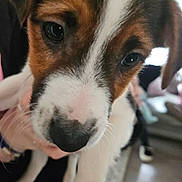 Rolo is registered to the contest to win money with this photo: animal, appenzeller, beagle, bodypart, boxer, bulldog, canine, cat, dog, hound, husky, indoors, labradorretriever, mouth, person, pet, puppy, snout, terrier, whitedog