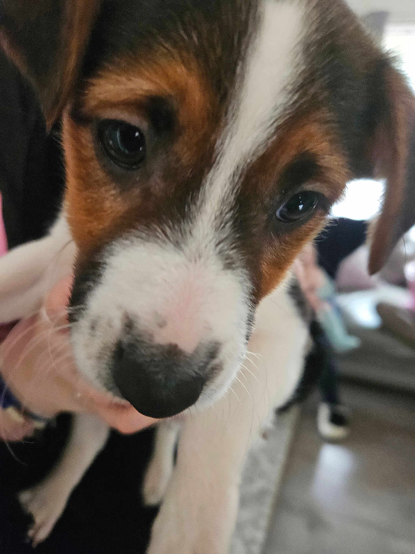 Rolo