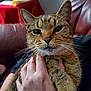 Rebecca joined the competition — help win amazing prizes! cat, tabby, pet, animal, feline, closeup, hand, indoor, couch, red_tablecloth, furniture, whiskers, ears, face, eyes, fur, person, holding, comfort, relaxed