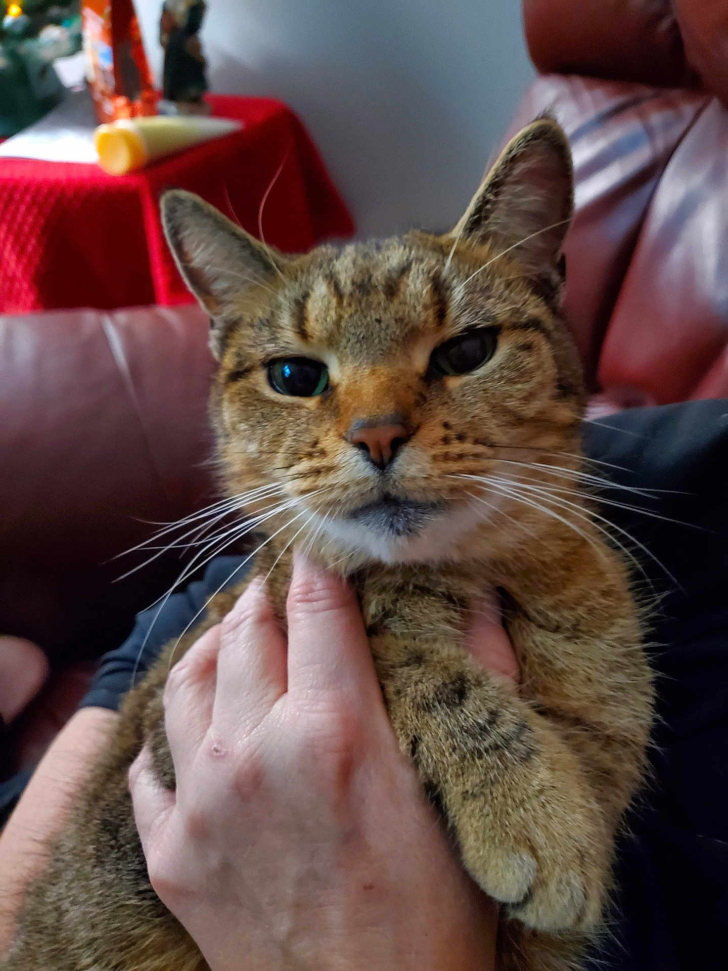 Rebecca joined the competition — help win amazing prizes! cat, tabby, pet, animal, feline, closeup, hand, indoor, couch, red_tablecloth, furniture, whiskers, ears, face, eyes, fur, person, holding, comfort, relaxed