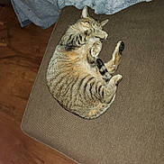 Rebecca joined the competition — help win amazing prizes! cat, tabby_cat, couch, blanket, brown_fabric, sleeping, paw, feline, striped, fur, pet, indoor, cozy, relaxed, floor, wooden_floor, home, animal, domestic_cat, foot