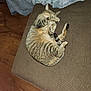 animal, blanket, brown_fabric, cat, couch, cozy, domestic_cat, feline, floor, foot, fur, home, indoor, paw, pet, relaxed, sleeping, striped, tabby_cat, wooden_floor