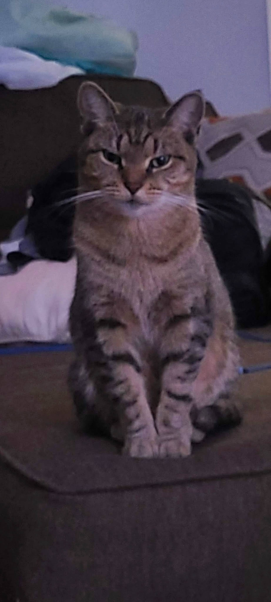 Rebecca joined the competition — help win amazing prizes! carnivore, cat, claw, domestic_short_haired_cat, felidae, fur, paw, small_to_medium_sized_cats, snout, tail, terrestrial_animal, whiskers, window