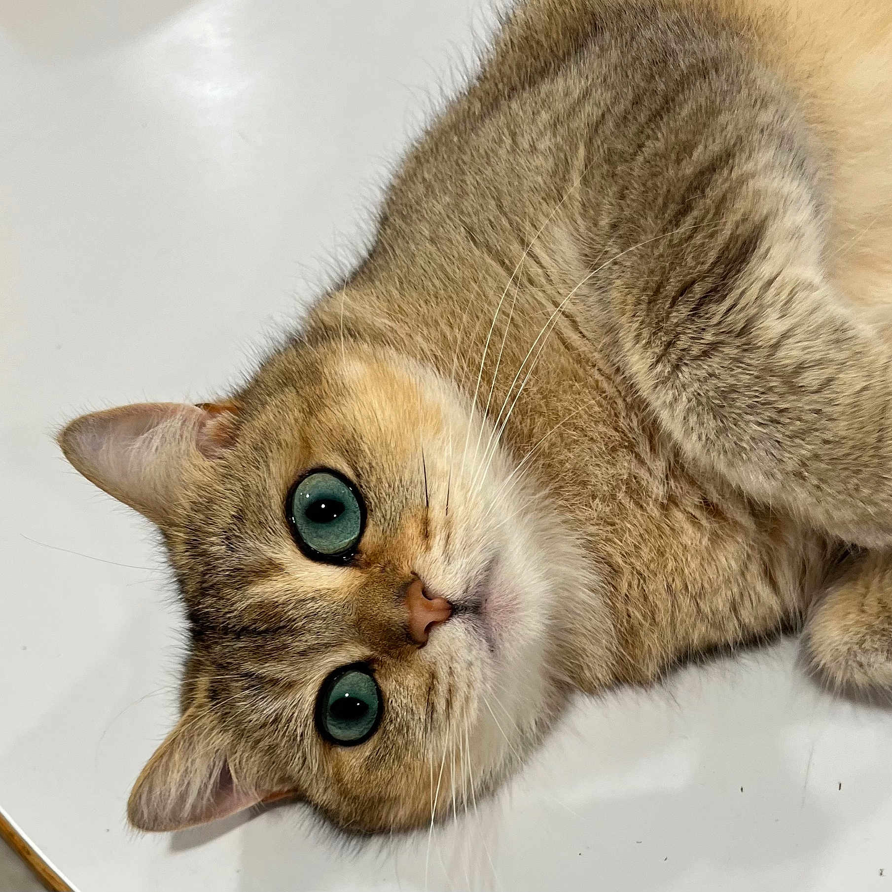 Ms. Tully joined the competition — help win amazing prizes! animal, background, cat, close_up, cute, domestic_cat, face, feline, fluffy, fur, green_eyes, indoor, looking_at_camera, lying_down, pet, portrait, relaxed, soft_texture, tabby, whiskers