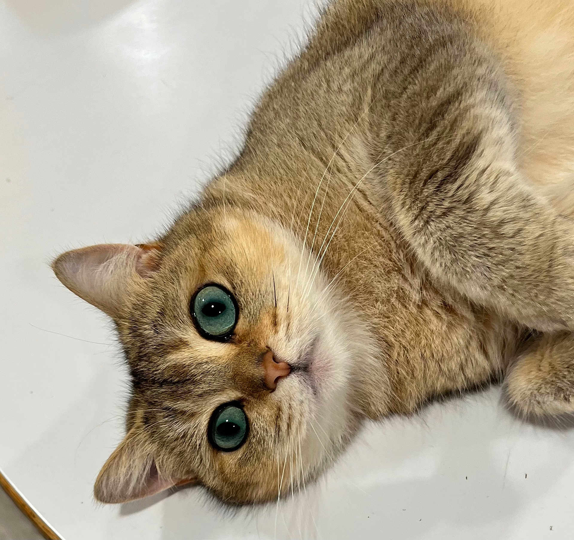 Ms. Tully joined the competition — help win amazing prizes! cat, close_up, green_eyes, fluffy, lying_down, pet, animal, whiskers, fur, cute, domestic_cat, face, portrait, indoor, relaxed, feline, looking_at_camera, tabby, soft_texture, background