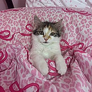 Callie joined the competition — help win amazing prizes! kitten, cat, pet, animal, feline, fur, whiskers, eyes, blanket, pink, pattern, leopard_print, bow, cute, cozy, indoor, resting, soft, young, domestic