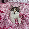 kitten, cat, pet, animal, feline, fur, whiskers, eyes, blanket, pink, pattern, leopard_print, bow, cute, cozy, indoor, resting, soft, young, domestic