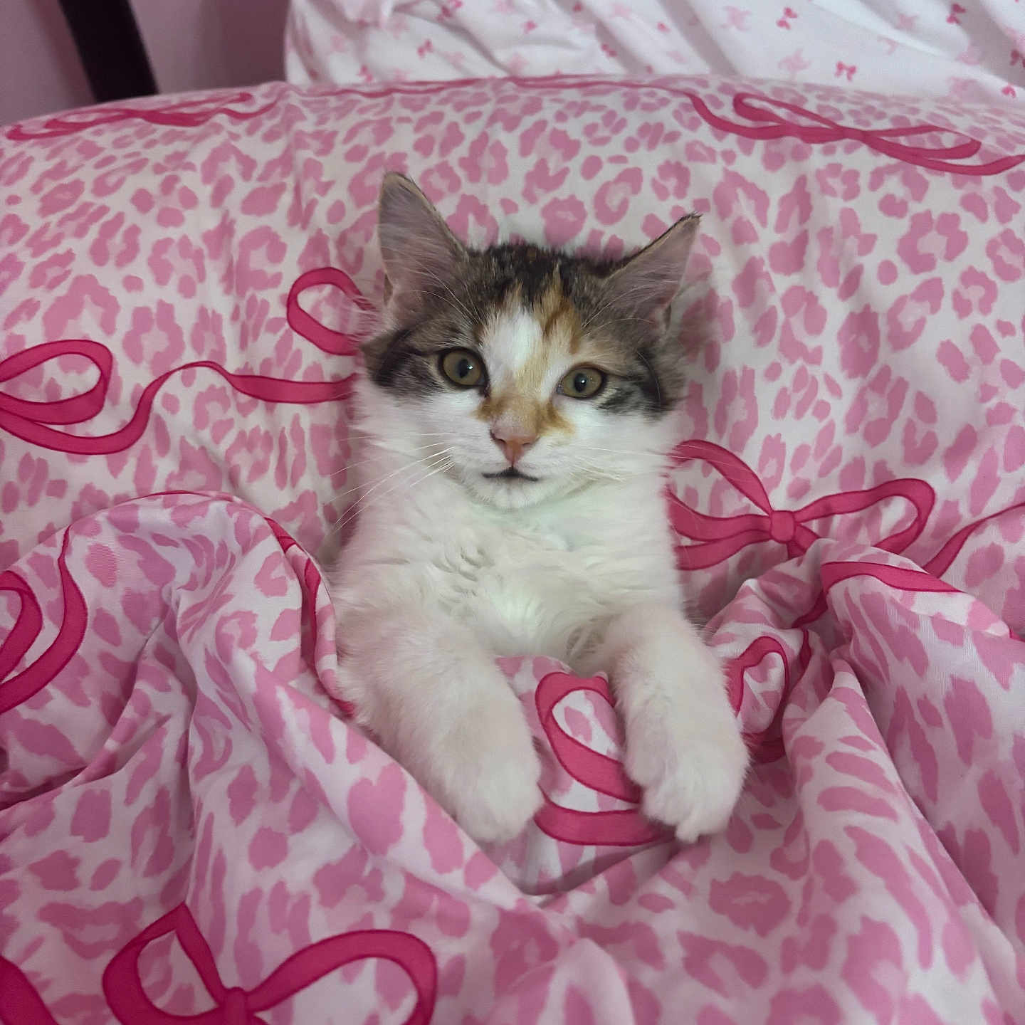 Callie joined the competition — help win amazing prizes! kitten, cat, pet, animal, feline, fur, whiskers, eyes, blanket, pink, pattern, leopard_print, bow, cute, cozy, indoor, resting, soft, young, domestic