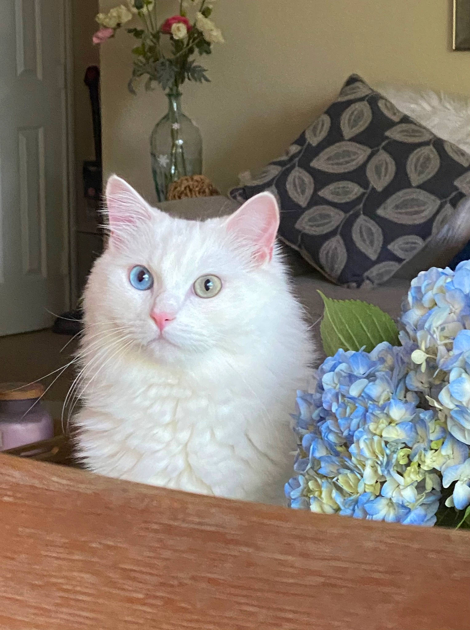 Snowy is registered to the contest to win money with this photo: box, cabinetry, carnivore, cat, domestic_short_haired_cat, door, drawer, felidae, flower, flowerpot, fur, hardwood, houseplant, linens, plant, room, rose, small_to_medium_sized_cats, whiskers, wood