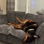 Kobi joined the competition — help win amazing prizes! dog, couch, blanket, indoor, pet, living_room, relaxed, upside_down, fur, collar, carpet, window, curtains, home, comfort, canine, resting, animal, cozy, furniture