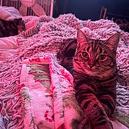 Sassy joined the competition — help win amazing prizes! cat, tabby_cat, blanket, cozy, furry, indoor, pet, relaxed, fur, paws, crossed_paws, bed, textured_blanket, pink_light, domestic_cat, animal, sleepy, resting, cute, feline