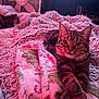 cat, tabby_cat, blanket, cozy, furry, indoor, pet, relaxed, fur, paws, crossed_paws, bed, textured_blanket, pink_light, domestic_cat, animal, sleepy, resting, cute, feline