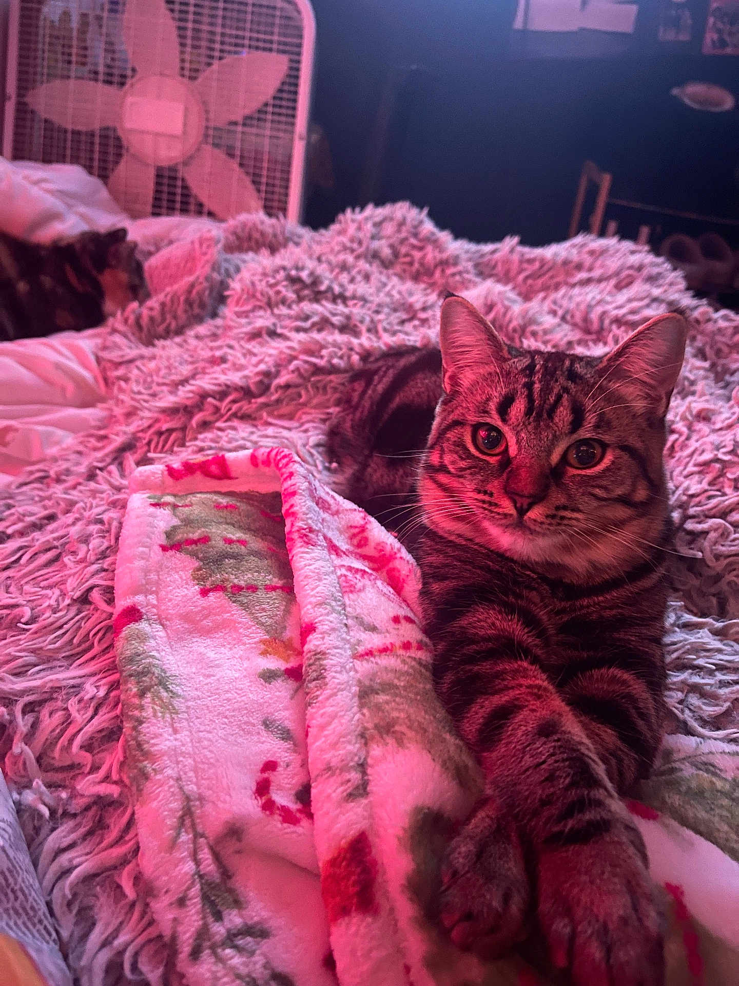 Sassy joined the competition — help win amazing prizes! cat, tabby_cat, blanket, cozy, furry, indoor, pet, relaxed, fur, paws, crossed_paws, bed, textured_blanket, pink_light, domestic_cat, animal, sleepy, resting, cute, feline