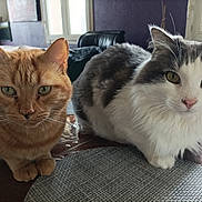 Emilie Ali Ben Ahmed a rejoint le concours — aidez-le/la à gagner de superbes lots ! animal, cat, closeup, curious, domestic_animal, eyes, feline, fur, gray_and_white_cat, house, indoor, natural_light, orange_tabby, pets, placemat, sitting, table, two_cats, whiskers, window