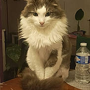 Emilie participe au concours pour gagner de l'argent avec cette photo : cat, fluffy, indoor, table, water_bottle, plant, pet, feline, domestic_animal, fur, tail, sitting, brown, white, cozy, household, portrait, cute, calm, animal