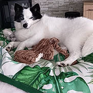 Talya participe au concours pour gagner de l'argent avec cette photo : animal, black_and_white, canine, comfort, cozy, cushion, dog, domestic, fluffy, furniture, home, indoor, leaf_pattern, living_room, lying_down, pet, plush_toy, relaxed, resting, toy