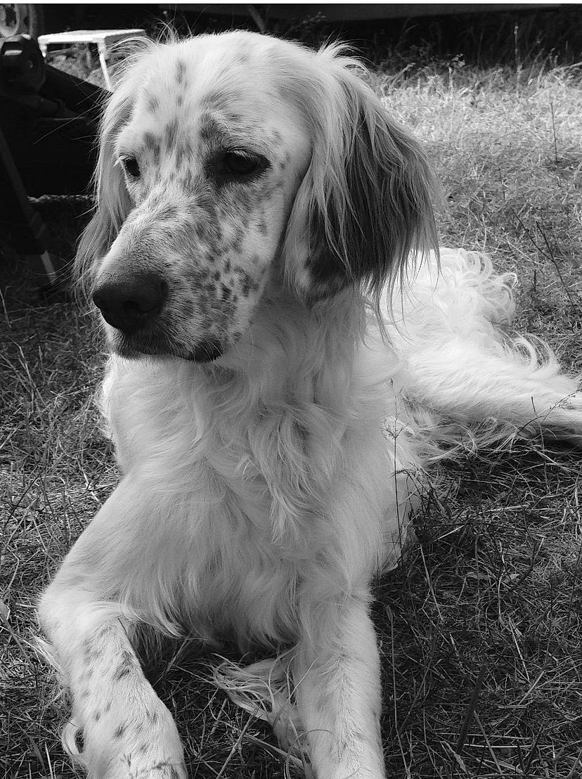 Horka participe au concours pour gagner de l'argent avec cette photo : canidae, carnivore, companion_dog, dog, dog_breed, fur, grass, gun_dog, hound, hunting_dog, monochrome, monochrome_photography, snout, spaniel, sporting_group, terrestrial_animal, tree, whiskers, working_animal