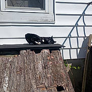 Oreo joined the competition — help win amazing prizes! cat, black_and_white_cat, sunlight, outdoor, house, window, wood, wooden_ramp, shadow, white_wall, relaxed, pet, animal, resting, daylight, fence_shadow, weathered, old_wood, nature, quiet