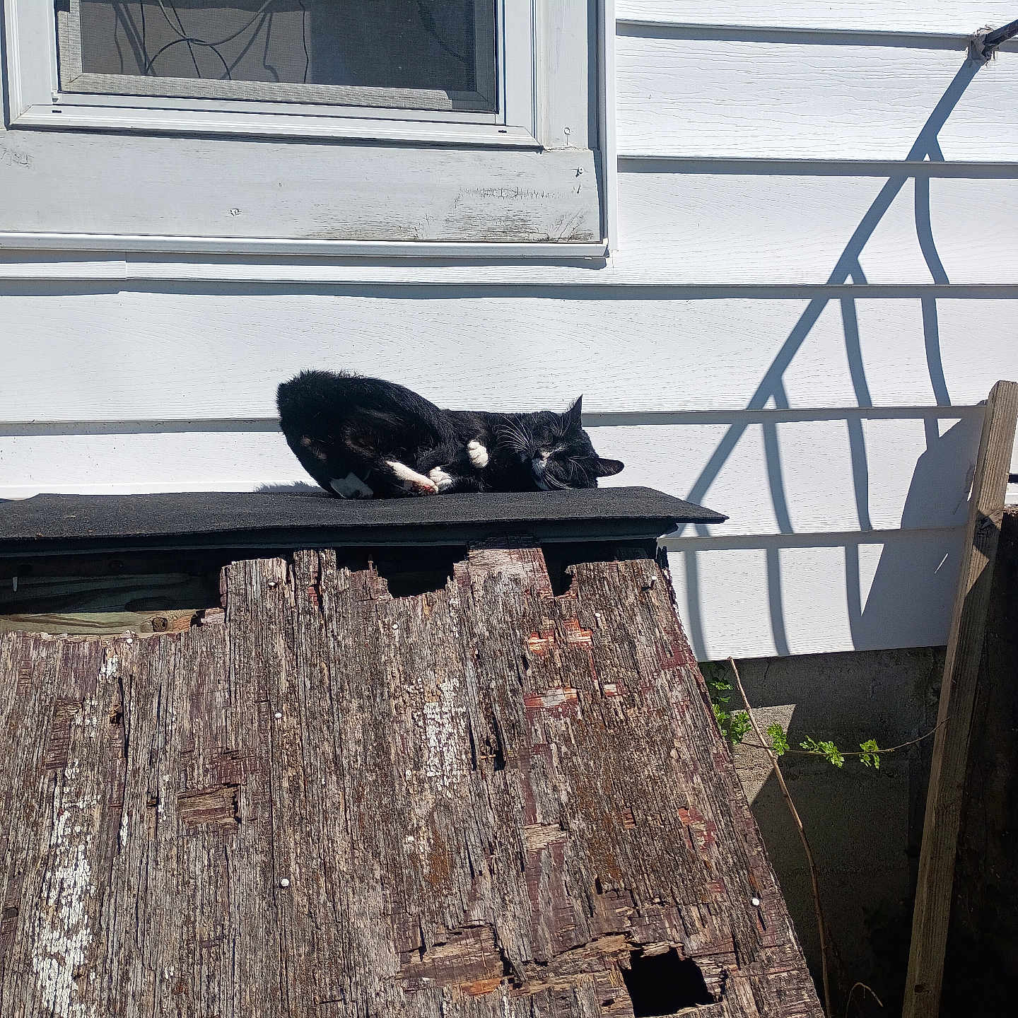 Oreo joined the competition — help win amazing prizes! cat, black_and_white_cat, sunlight, outdoor, house, window, wood, wooden_ramp, shadow, white_wall, relaxed, pet, animal, resting, daylight, fence_shadow, weathered, old_wood, nature, quiet
