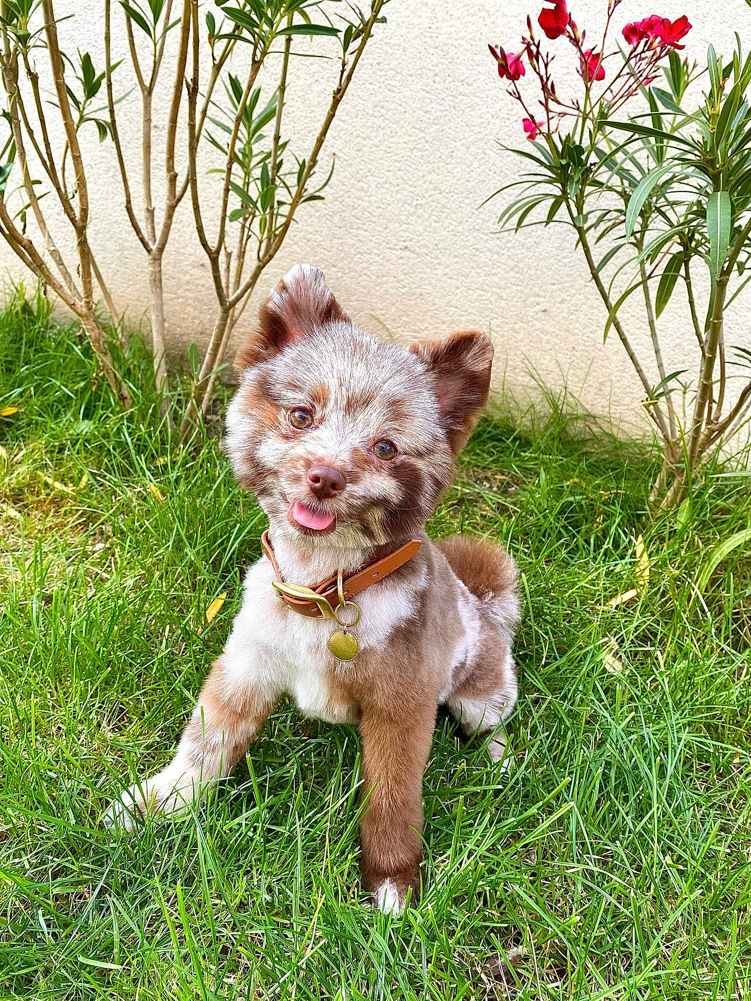 Smarties participe au concours pour gagner de l'argent avec cette photo : canidae, carnivore, companion_dog, dog, dog_breed, dog_clothes, dog_collar, felidae, flower, grass, groundcover, herbaceous_plant, leash, liver, plant, snout, sporting_group, tail, toy_dog, whiskers